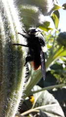 Mallophora ruficauda