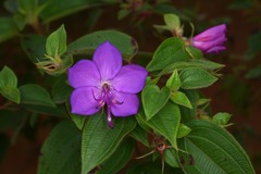 Rhynchanthera grandiflora