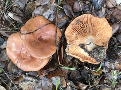 Lactarius xanthogalactus