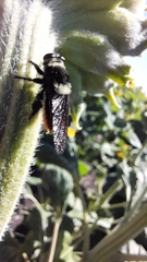 Mallophora ruficauda