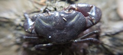 Pseudothelphusidae