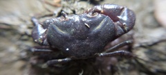 Pseudothelphusidae