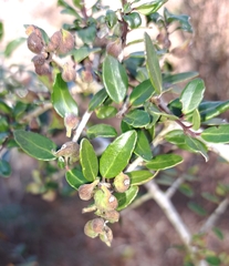 Gyropsylla ilecis