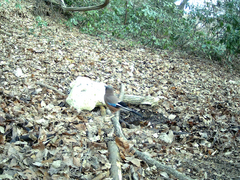 Garrulus glandarius japonicus