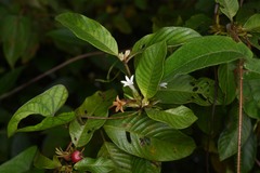 Sabicea cinerea