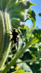 Mallophora ruficauda