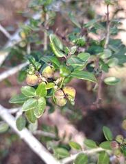Gyropsylla ilecis