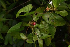 Sabicea cinerea