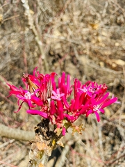 Vasconcellea parviflora
