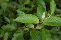 Sabicea cinerea