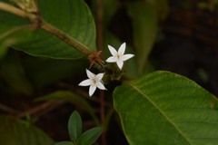 Sabicea cinerea