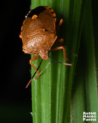 Anaxarchus pardalinus