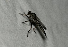 Neomochtherus willistoni