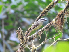 Myiodynastes hemichrysus