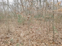 Carpinus caroliniana