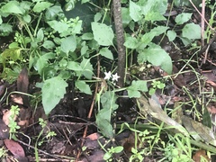 Solanum furcatum