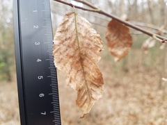 Carpinus caroliniana