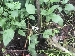 Solanum furcatum