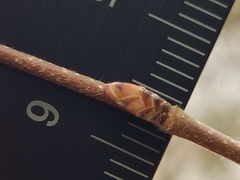 Carpinus caroliniana