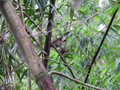 Thamnophilus caerulescens