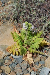 Phacelia ixodes