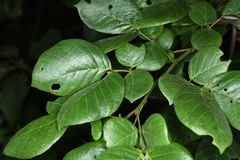 Senna quinquangulata