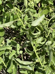 Cryptocarpus pyriformis