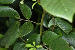 Senna quinquangulata