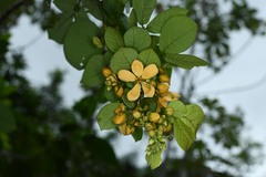 Senna quinquangulata