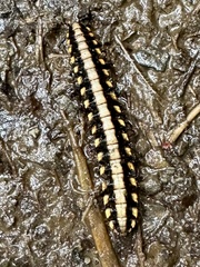 Nyssodesmus python