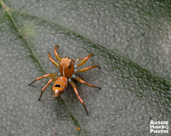 Cosmophasis bitaeniata