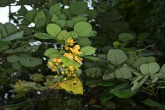 Senna quinquangulata