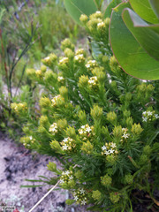 Thesium capitatum