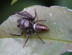 Opisthoncus polyphemus