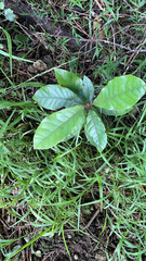 Beilschmiedia tarairi