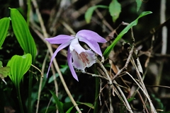 Pleione formosana