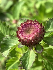 Centratherum punctatum