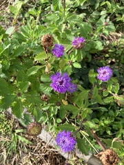 Centratherum punctatum