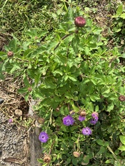 Centratherum punctatum