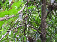Thamnophilus caerulescens