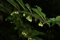 Solanum leucocarpon