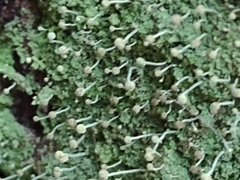 Chaenotheca furfuracea