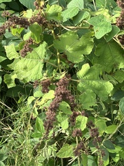 Triumfetta semitriloba