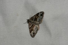 Xanthorhoe defensaria