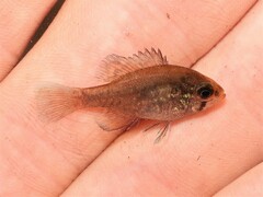 Enneacanthus gloriosus