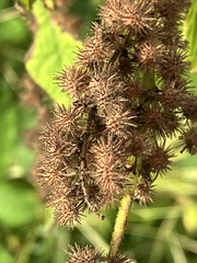 Triumfetta semitriloba