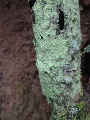 Chaenotheca furfuracea