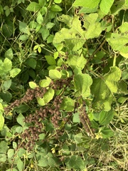 Triumfetta semitriloba