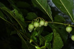 Solanum leucocarpon