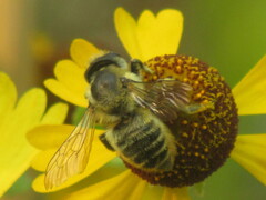 Megachile perihirta
